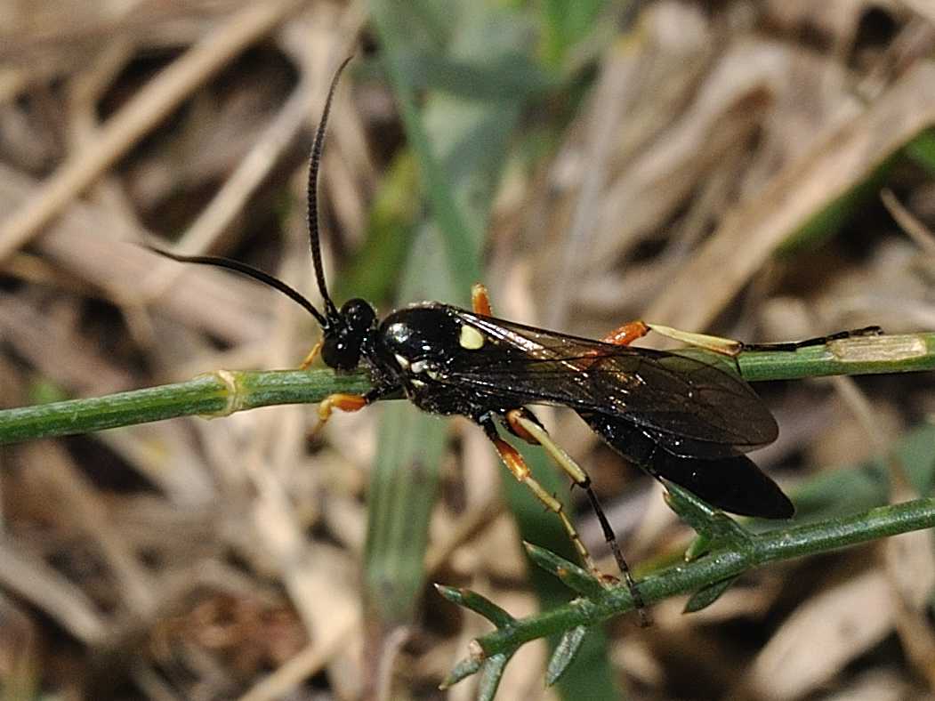 Ichneumonidae sp.